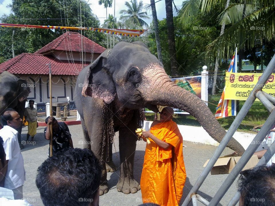 Elephants from Pelmadulla Temple Sri Lanka.. Thero feeding elephant....