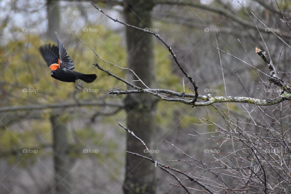 A bird takes off from a tree while keeping an eye on the photographer