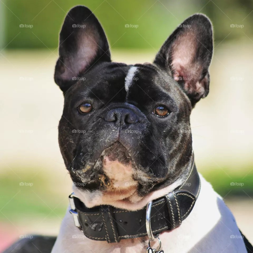 dog french bulldog