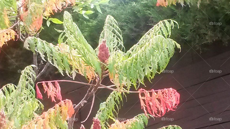 Sumac Fall