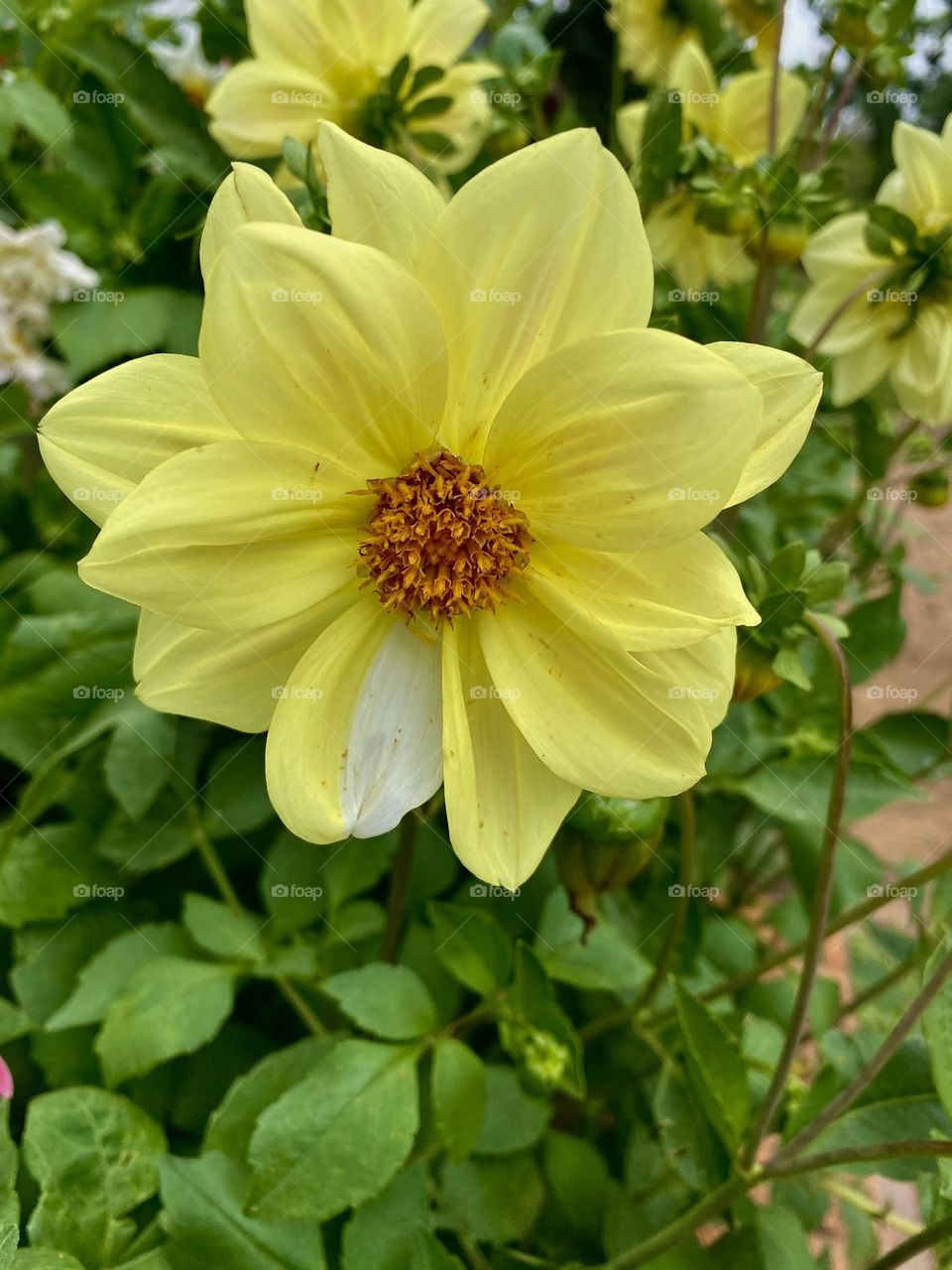 Yellow flower with a single white petal