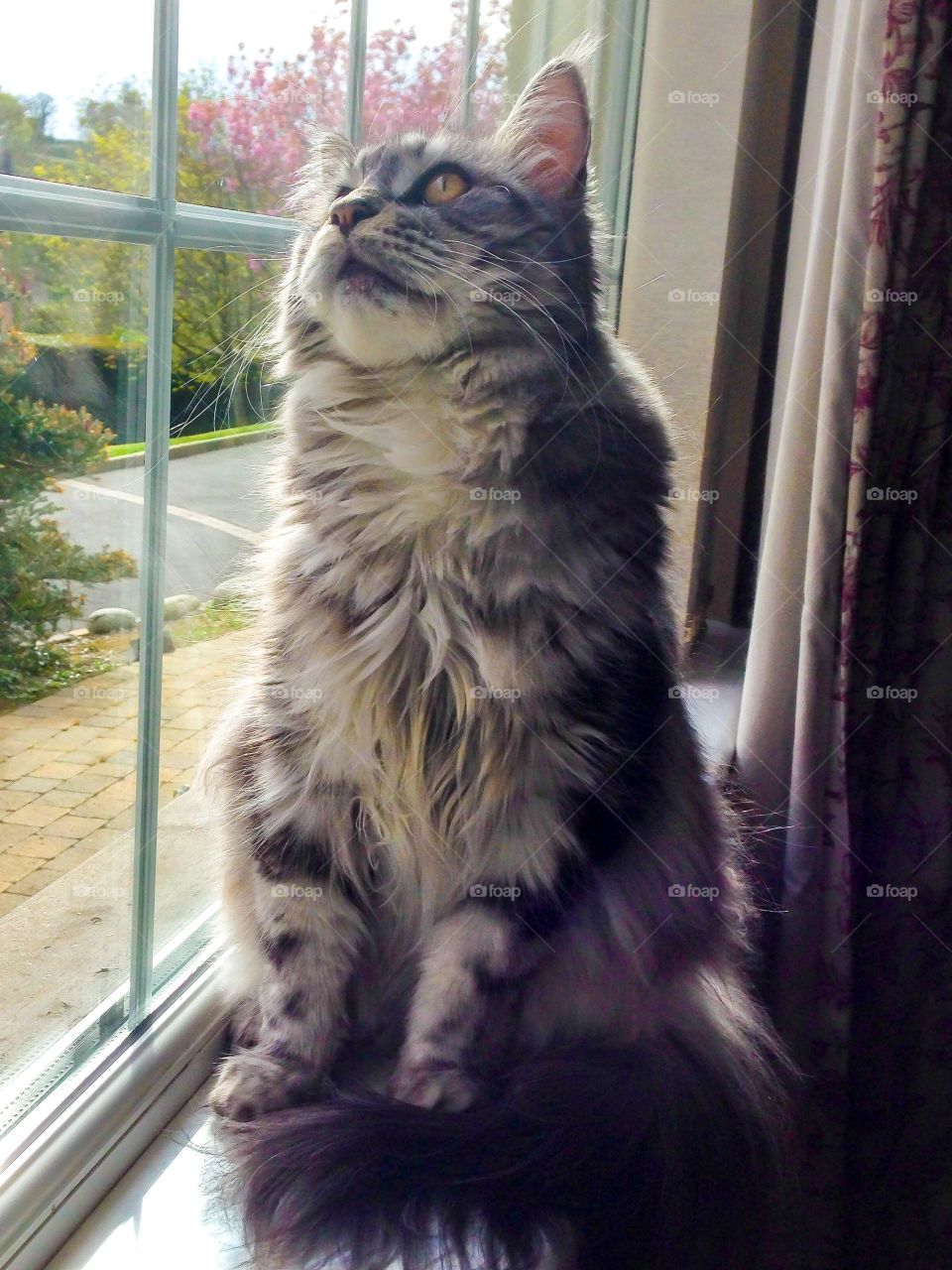 Silver tabby Maine Coon