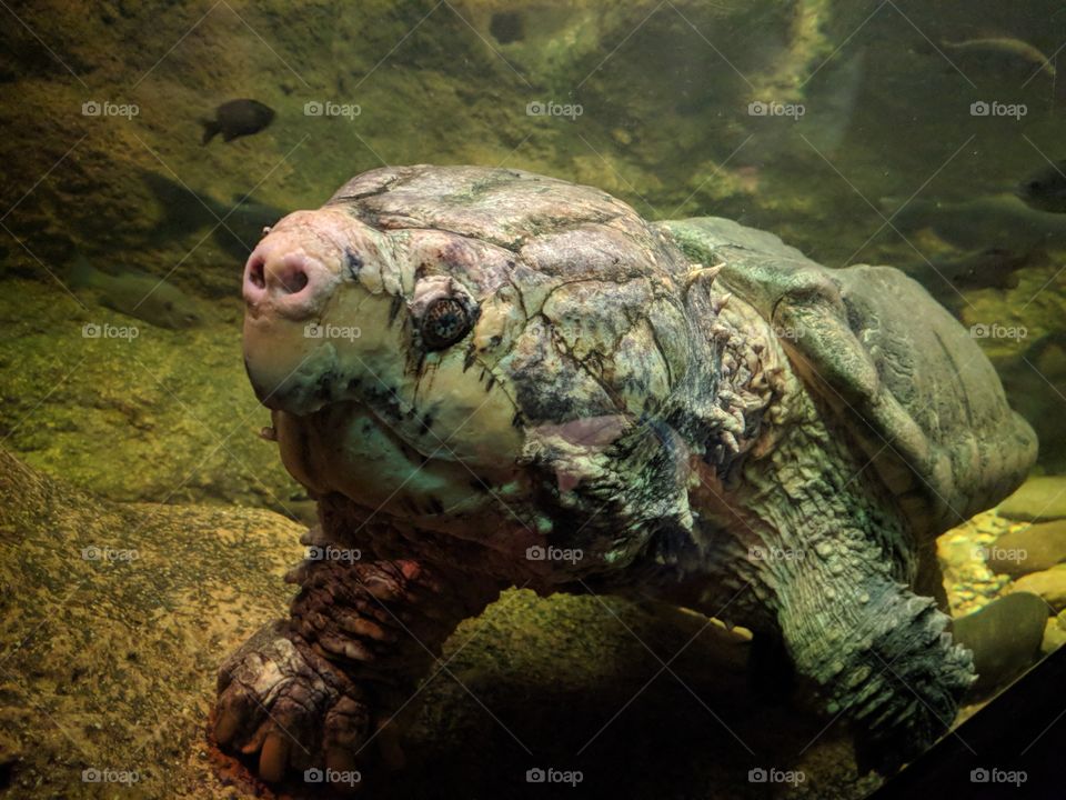 Huge Alligator Snapping Turtle