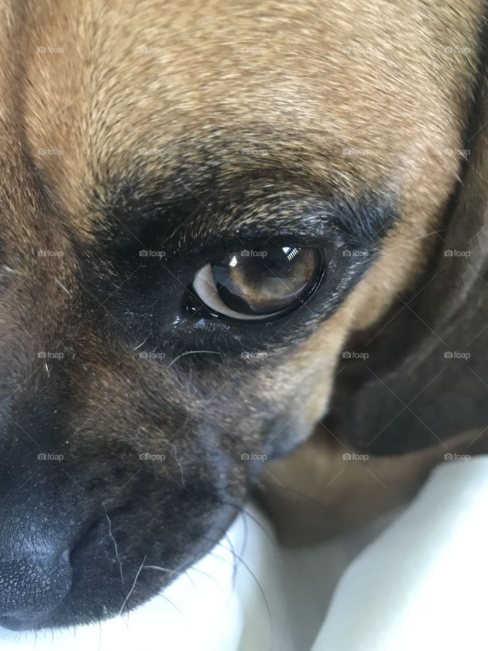 Puggle face