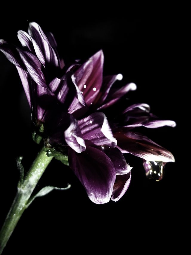 Chrysanthemum and a drop of water on the petals on a black background