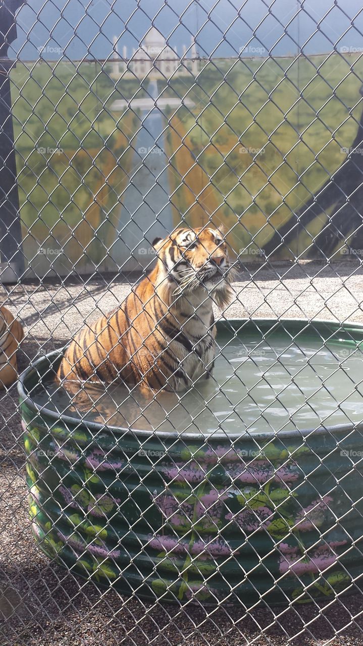 Tigers life 