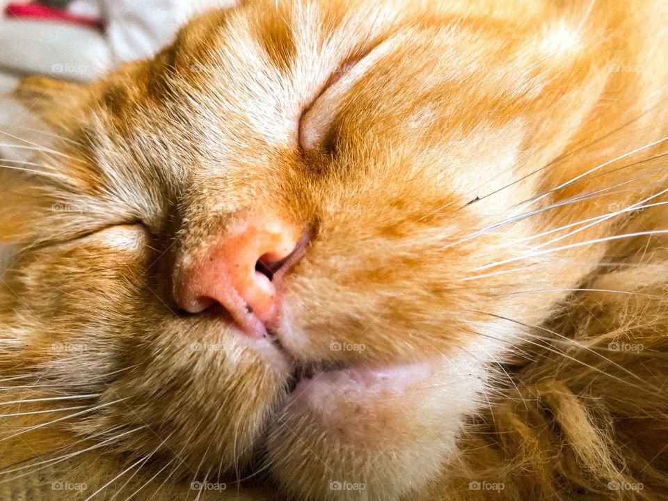 Sleepy Maine Coon