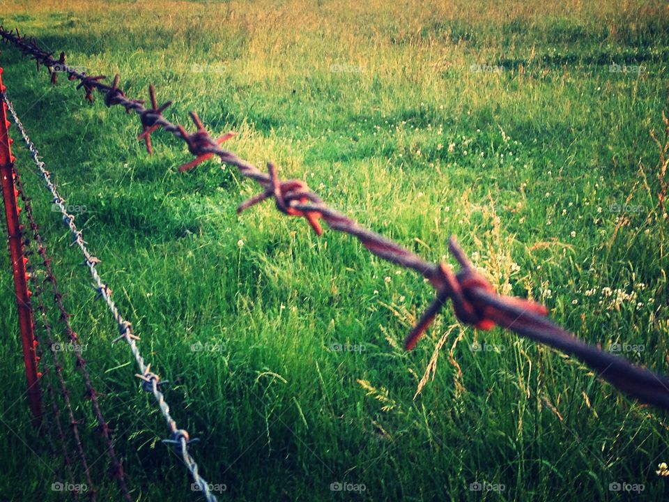 Country Barb Wire