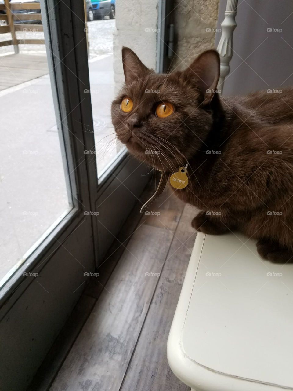 A cat at The Gentle Cat in Lyon, France