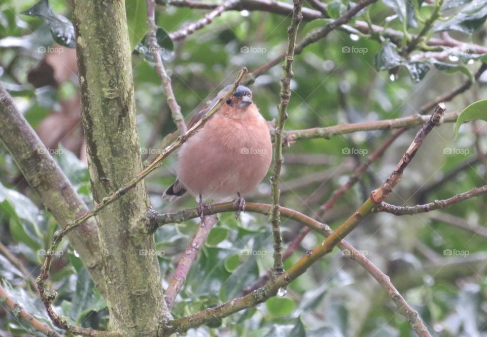 Chaffinch