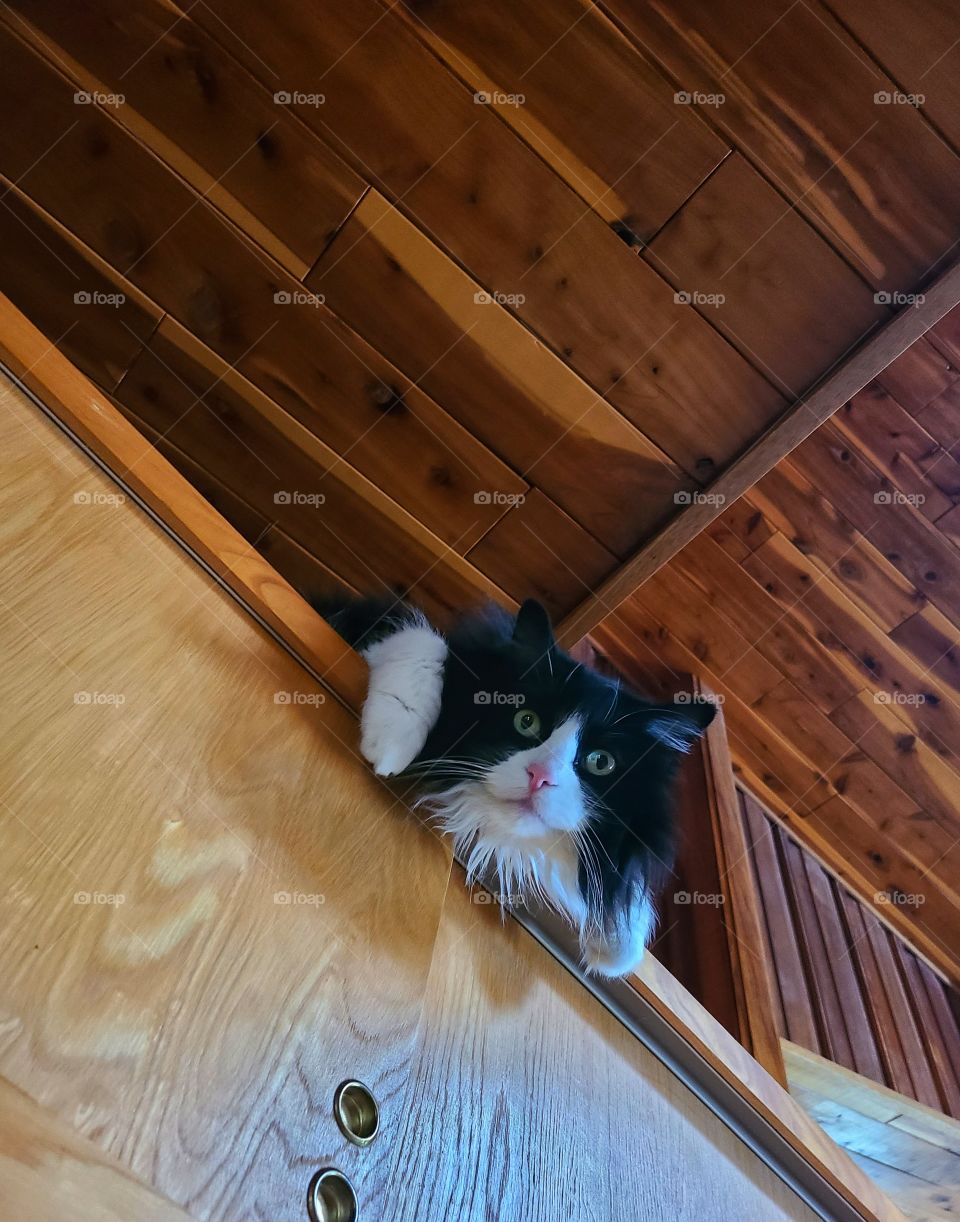 Cats looking over high shelves