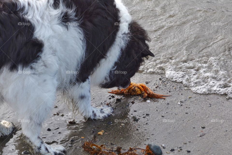 Dog with crab