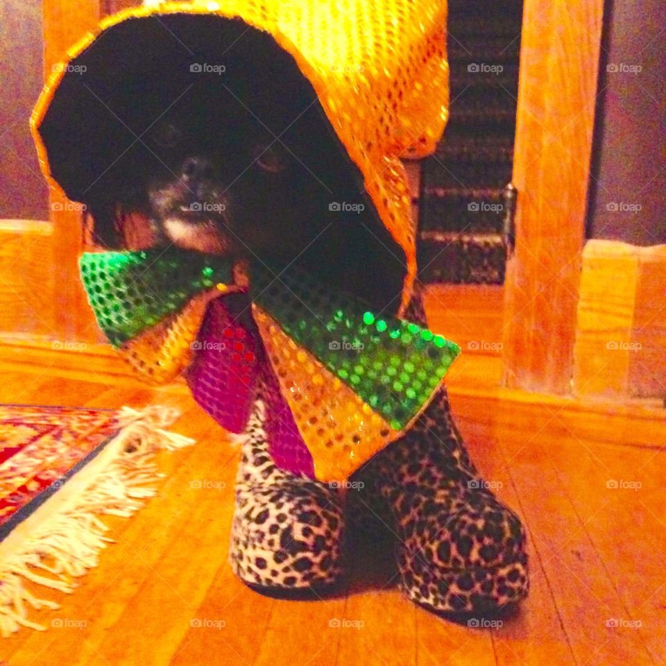 Georgia is a big ham!  She sparkles in this Clown Costume.