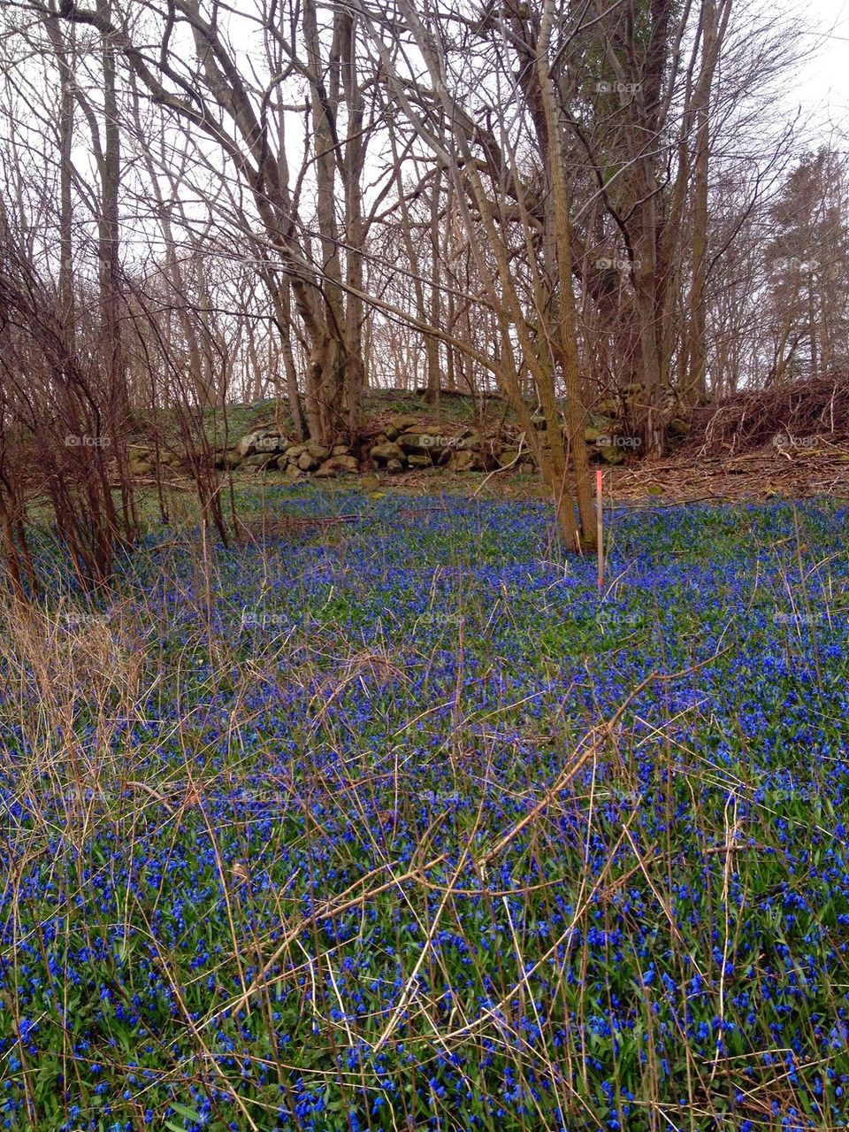 Blue garden