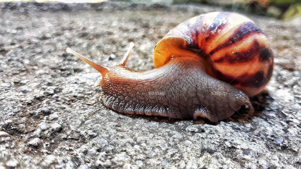Snail on close up