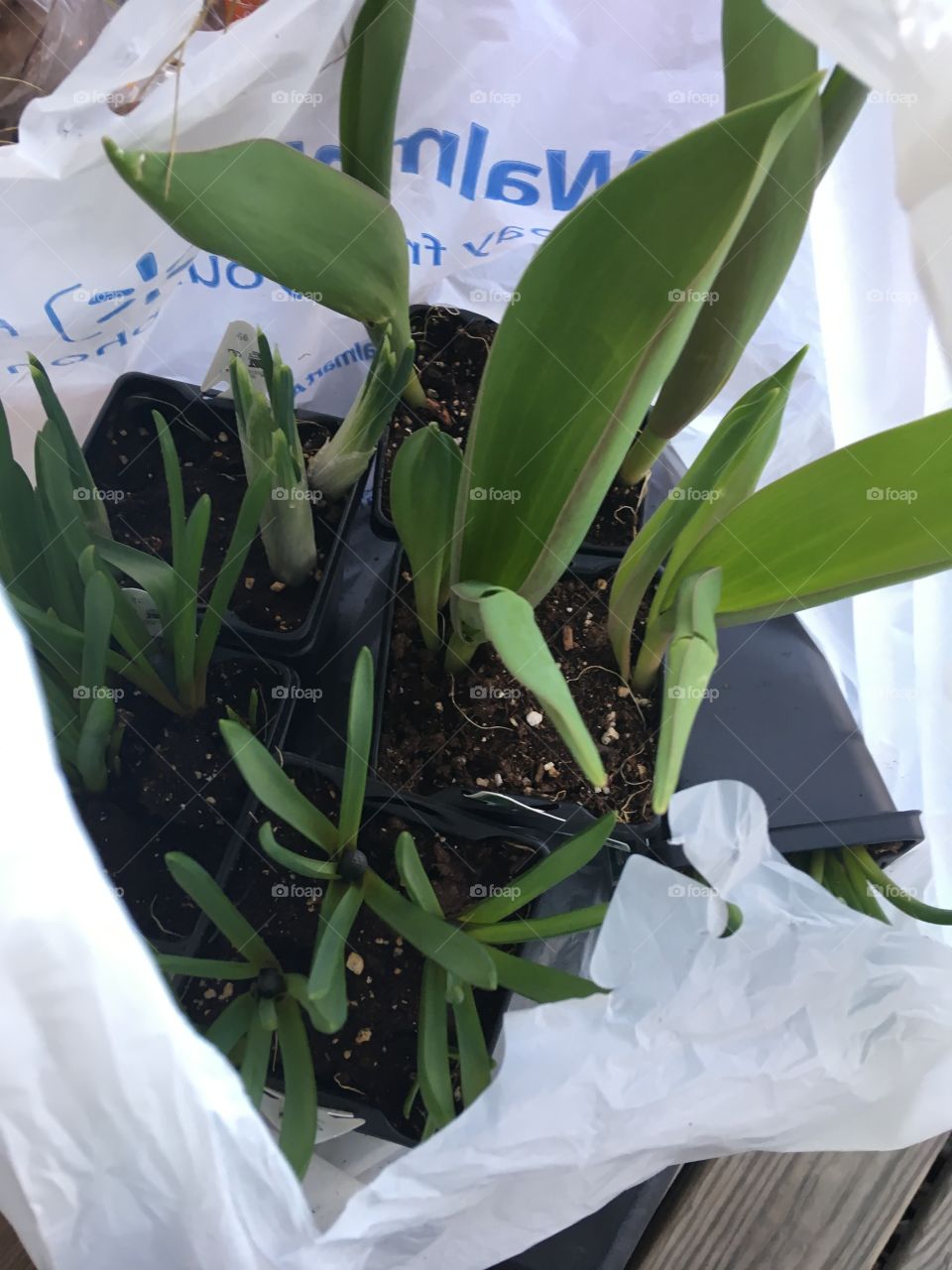 A variety of small plants bought all for one dollar each! Time to get planting now!