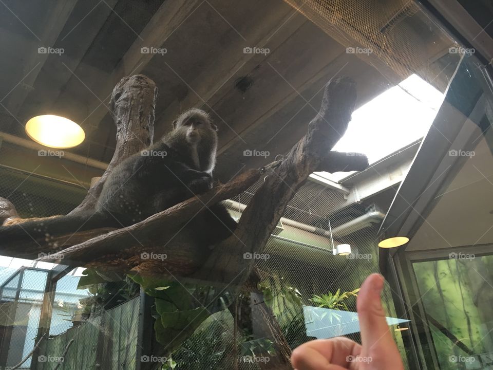 The zoo makes a thumbs up for our family 