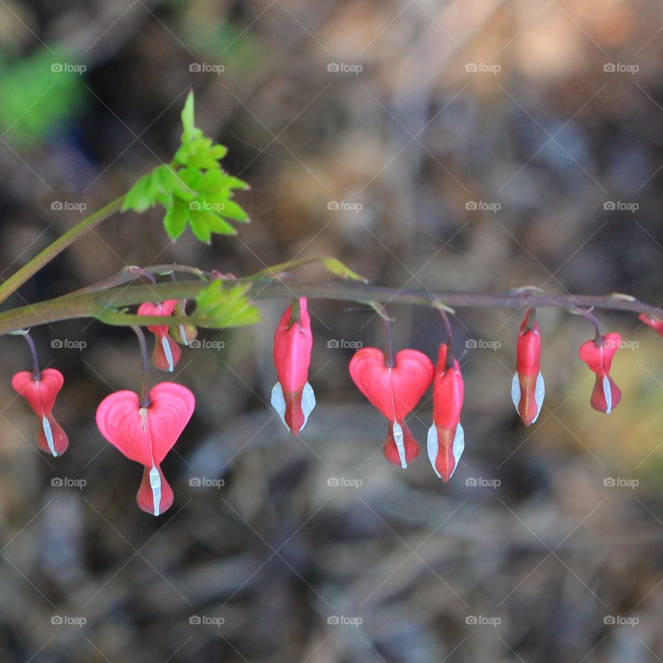 Bleeding hearts growing on twig