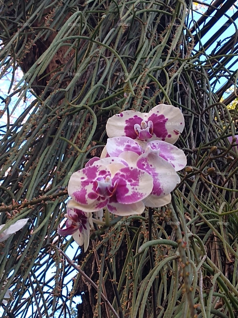 orquídea
