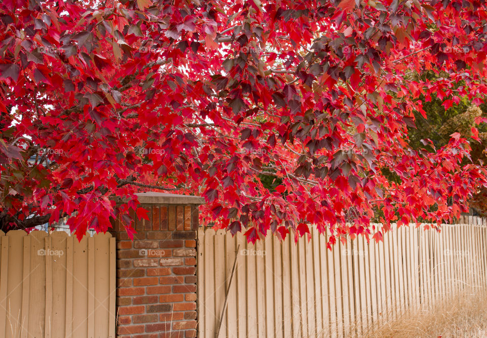 Red maple tree and fence