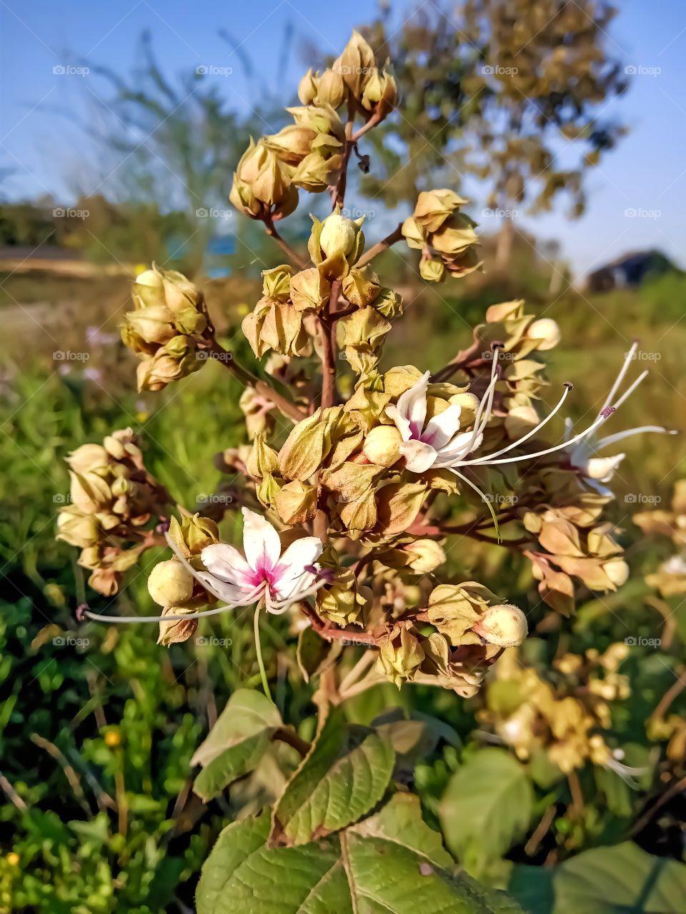Beautiful clorodendrum infortunatu plant image india