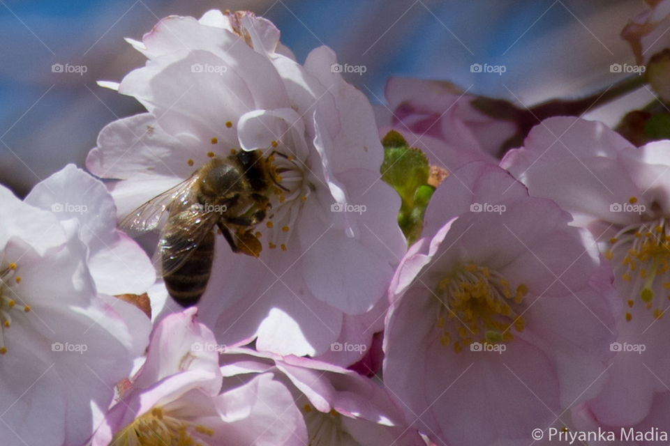 honey bee on a Cherry flower