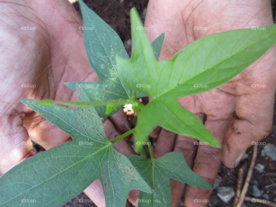 planting