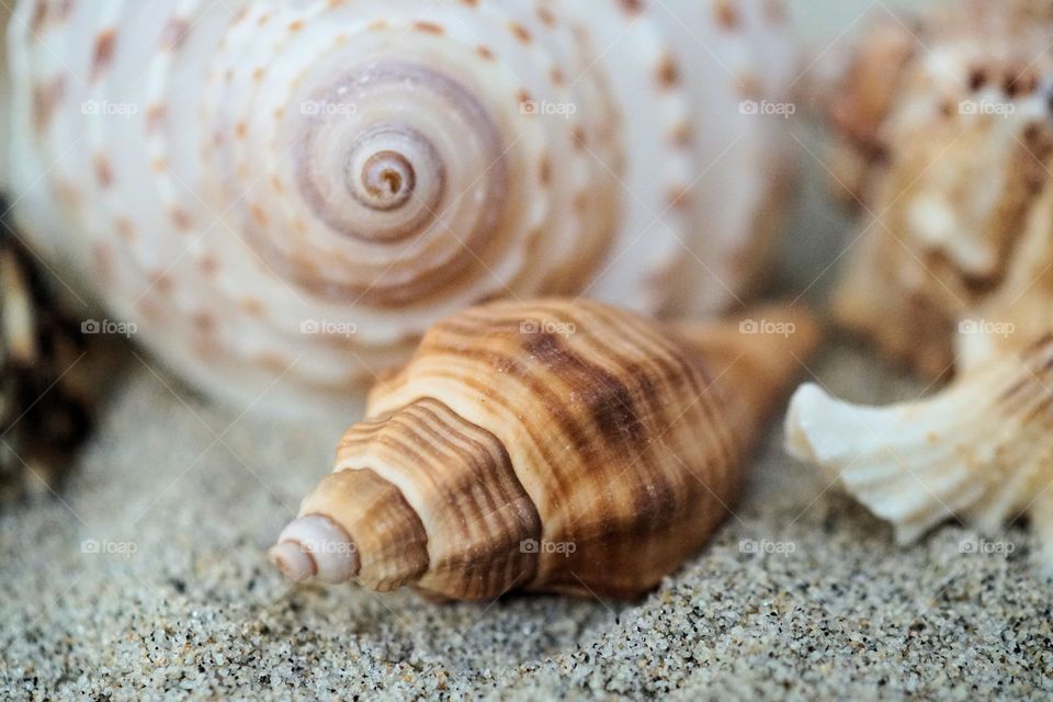 Extreme close-up of seashells