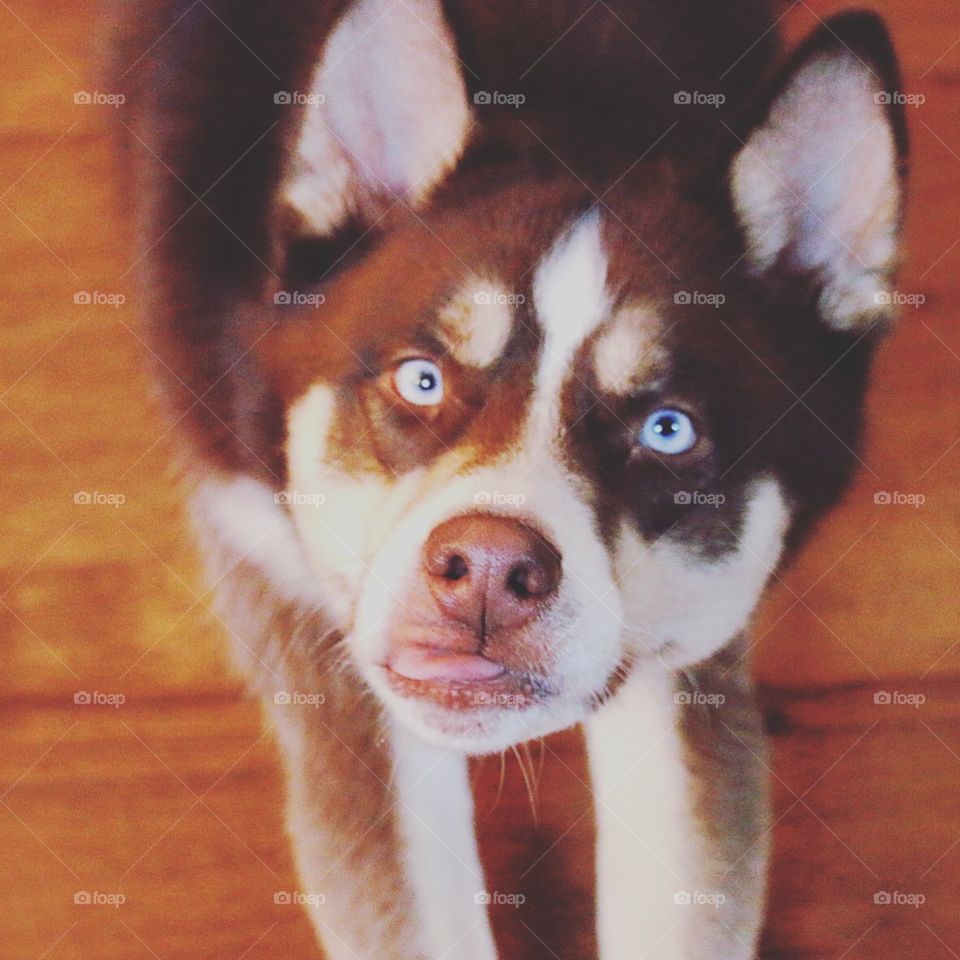 Siberian Husky