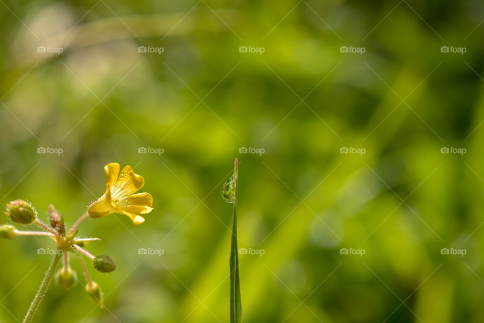 a medical plant in ayurveda, biophytum