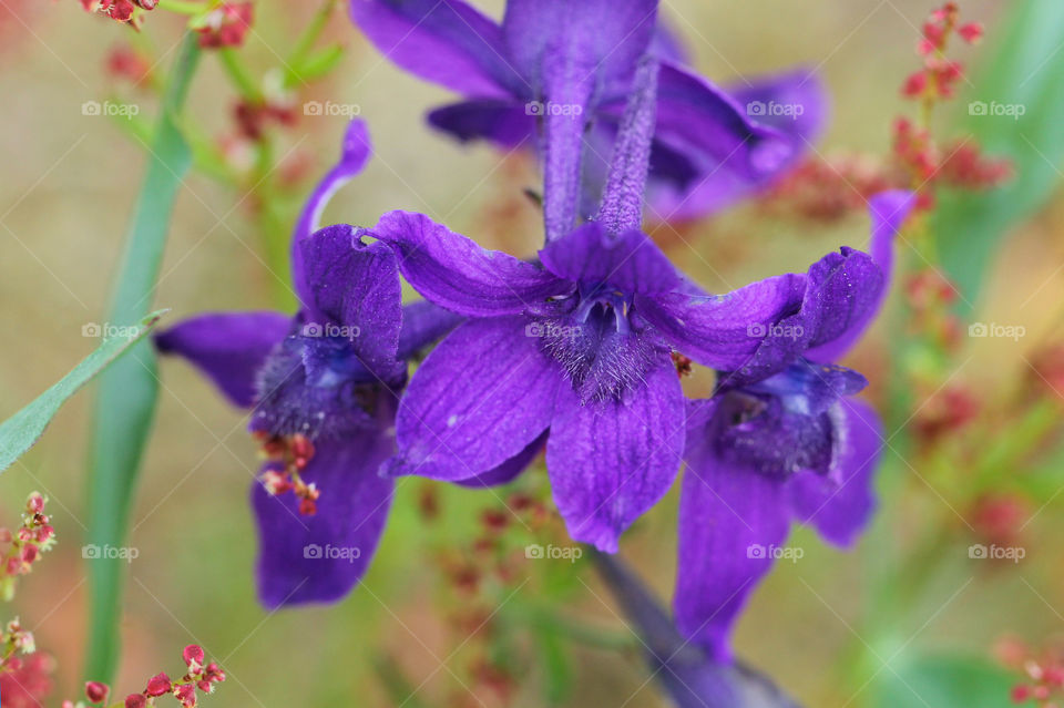 Macro closeup of the purple flower of a Two-lobed Larkspur, or Meadow Larkspur (Delphinium Nuttalianum) grows in a seaside meadow amongst red Common Sheep Sorrel (Rumex acetosella). 