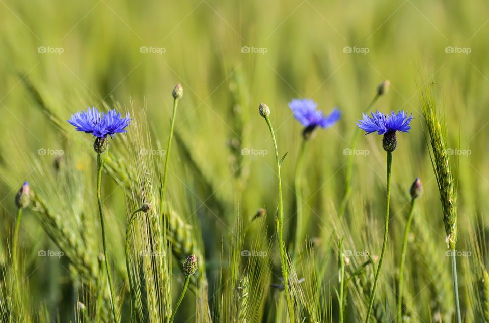 Cornflowers in a field of green wheat