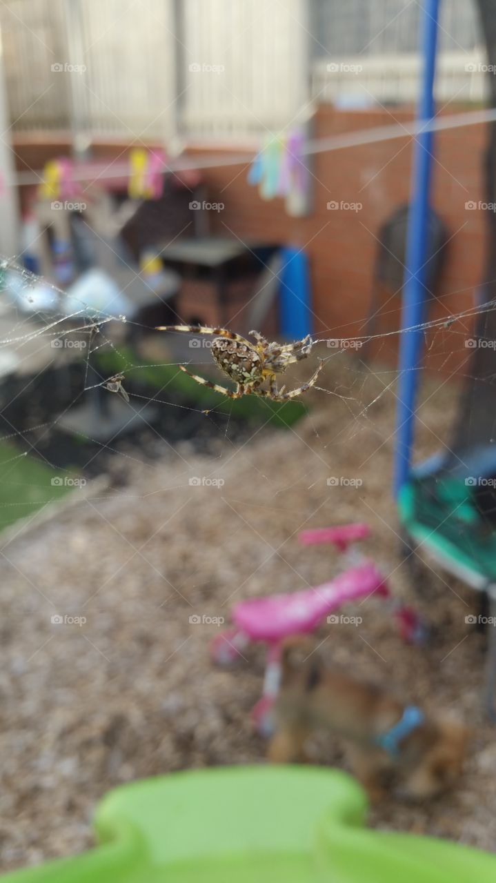 walking the high wire