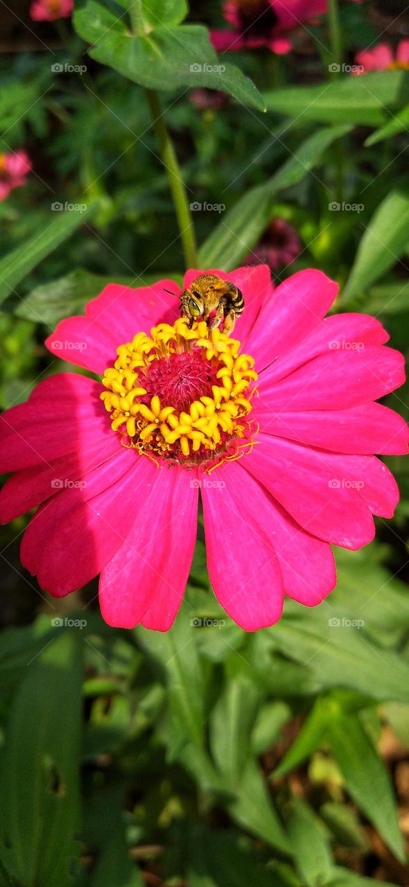 Honey bees suck nectar from zinnia flowers