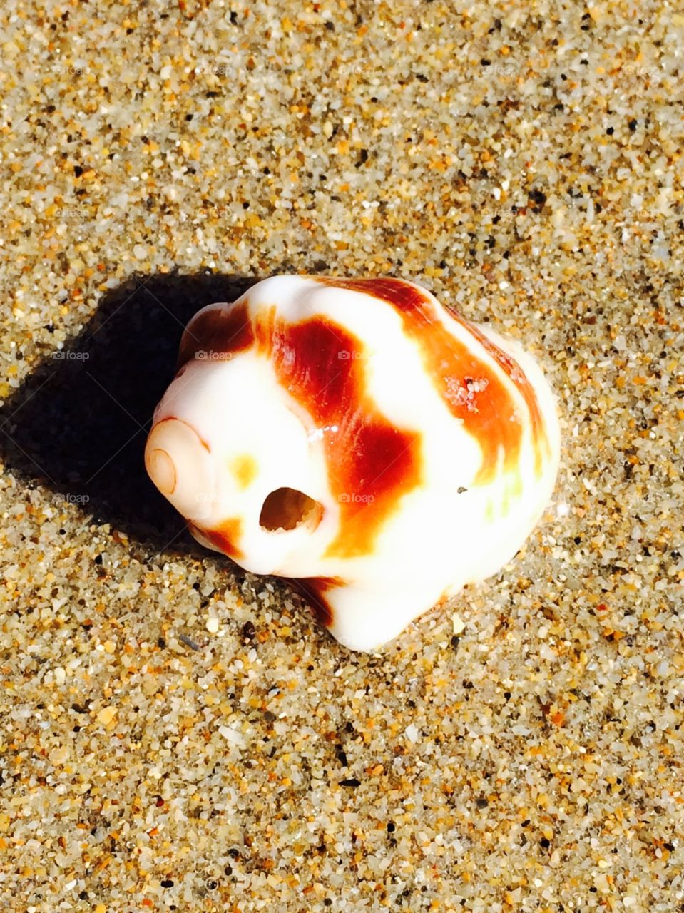 Cute little seashell . It looks like a piggy.