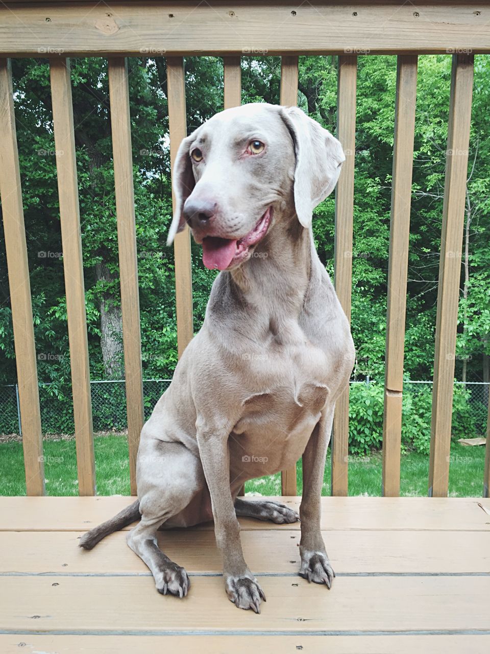 Weimaraner sitting on deck