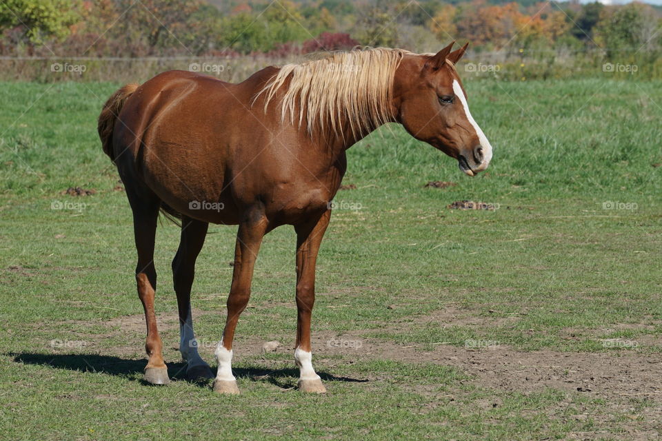 Horse farm