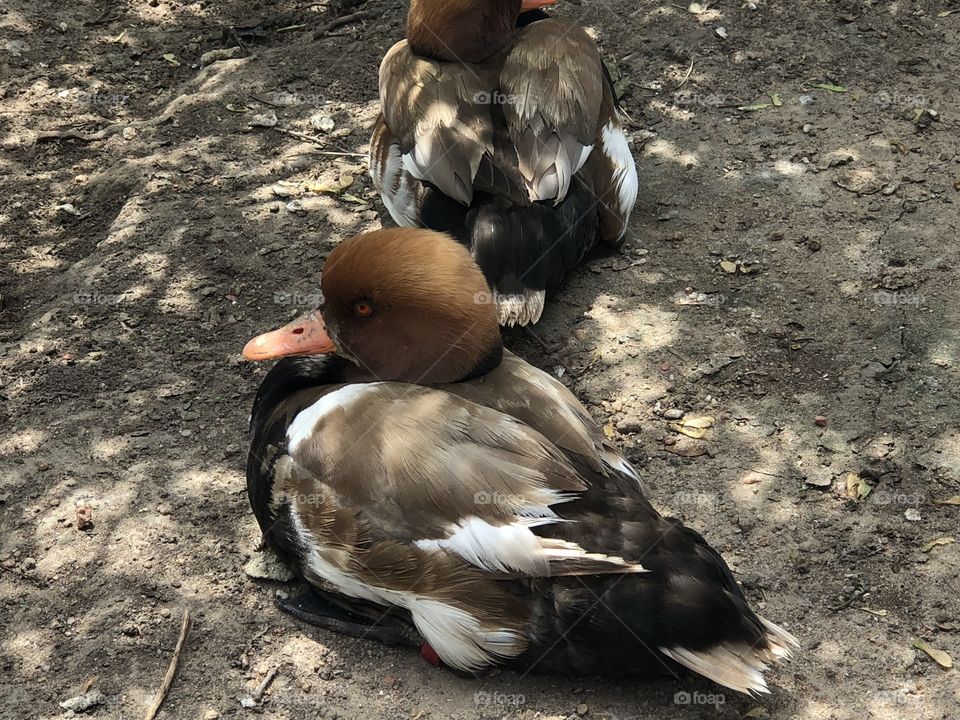 Wood duck