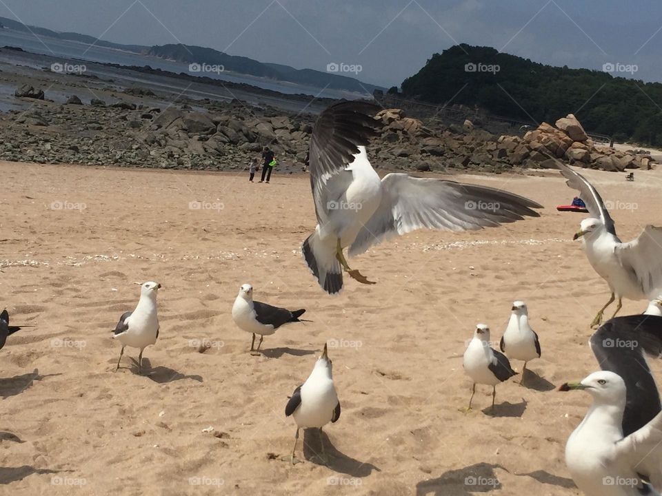 Seagulls 