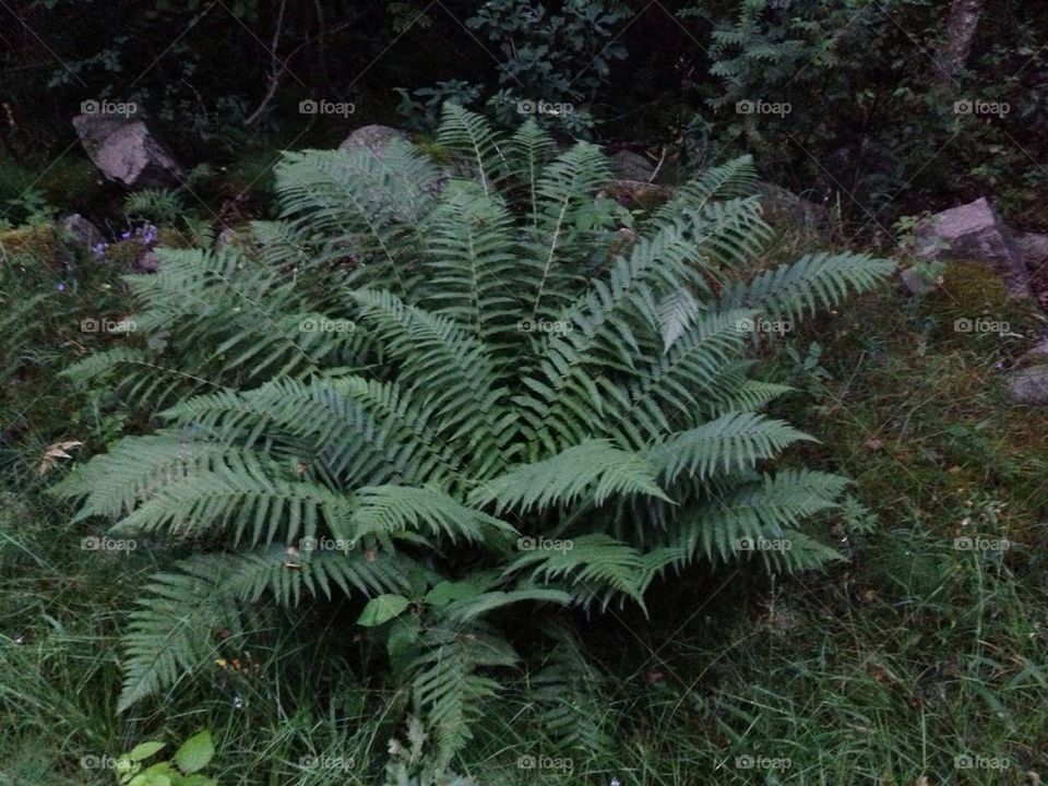 Fern