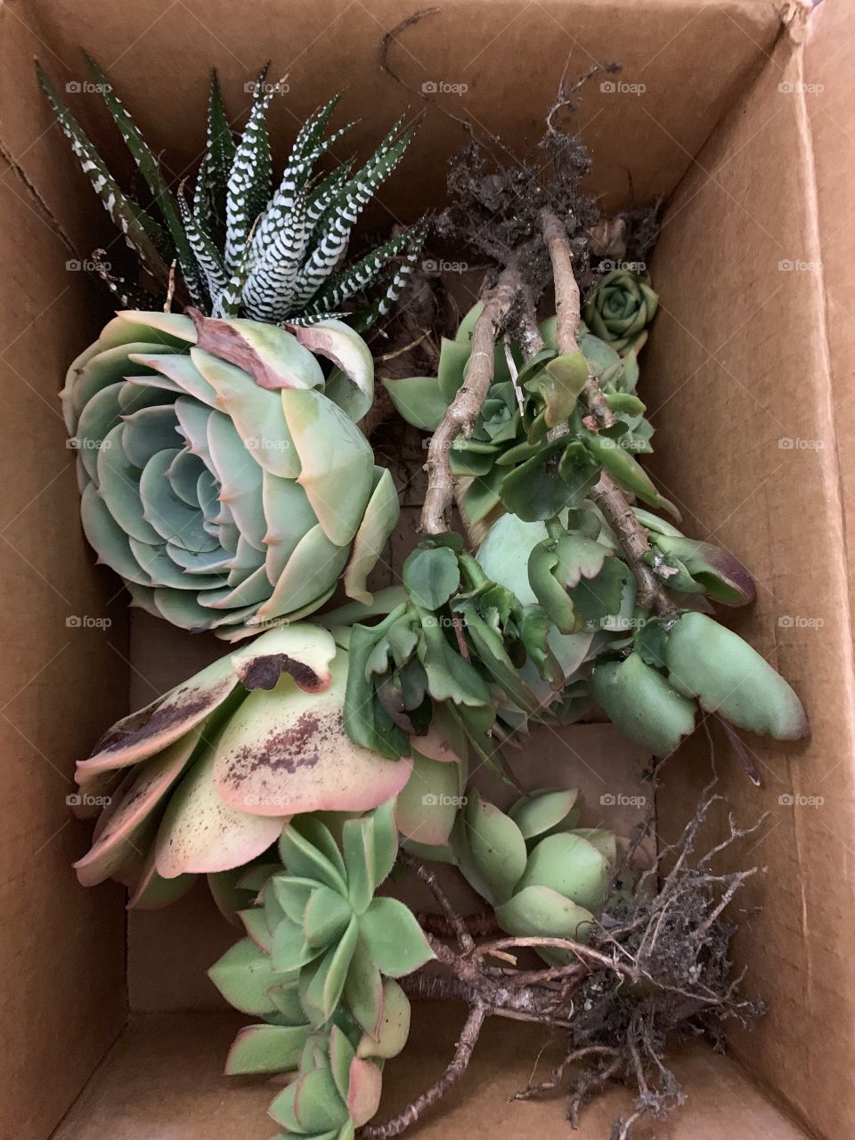 Succulent plants cuttings ready to ship to customer 