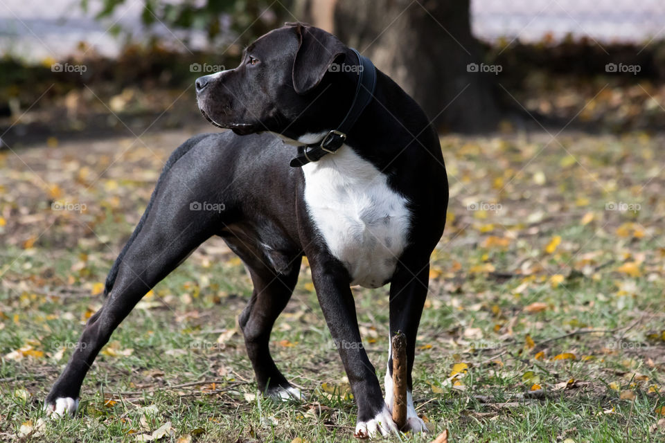 Happy dog with his stick , American Staffordshire terrier, fin hund med sin pinne höst Amstaff 
