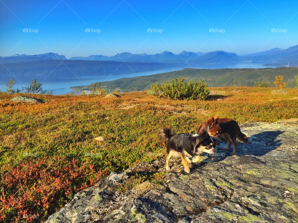 LenaHope. Mountainwalk with Chihuahuas 