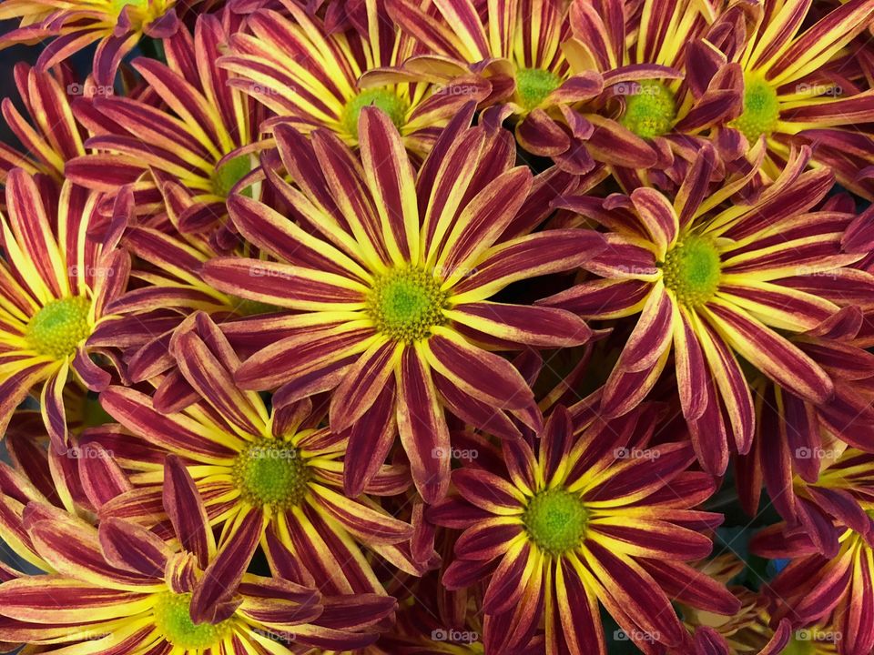 Gardening-beautiful striped daisies.