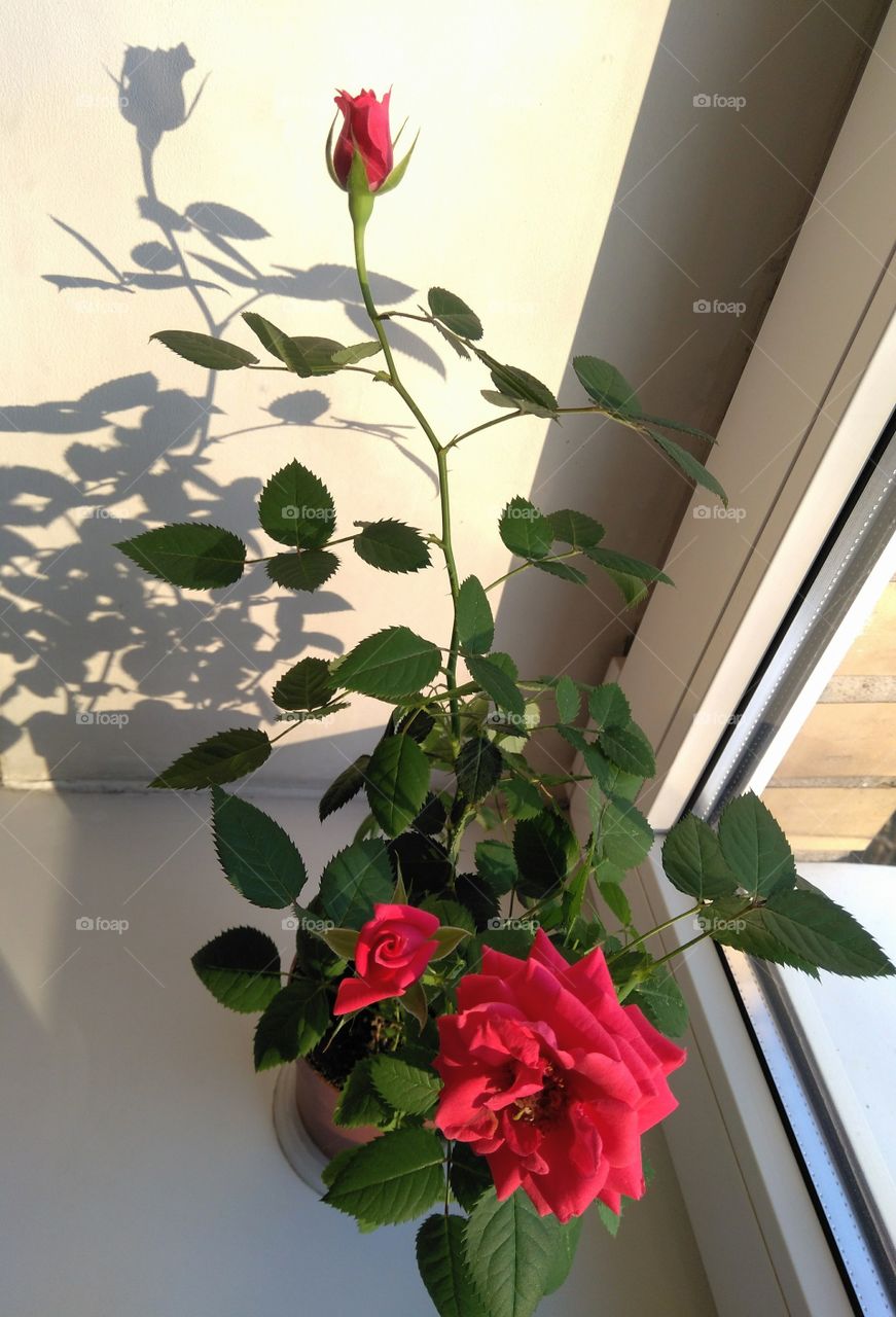 roses flowers house plant on a window in the solar lights and shadow