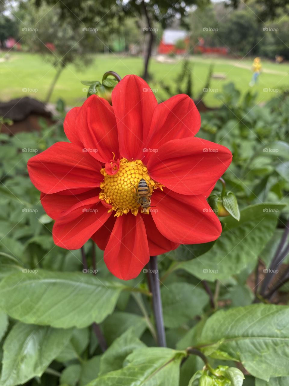 Bee on a red flower