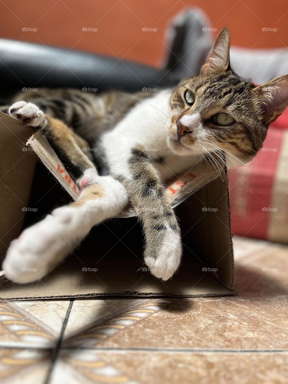 A cat relaxing and enjoying its favorite box