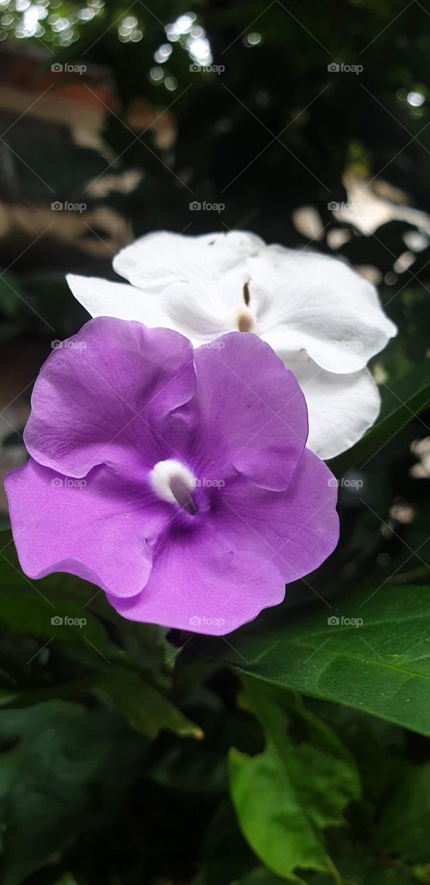 beautiful plant that gives white and purple flowers that highlights its beauty, perfect nature