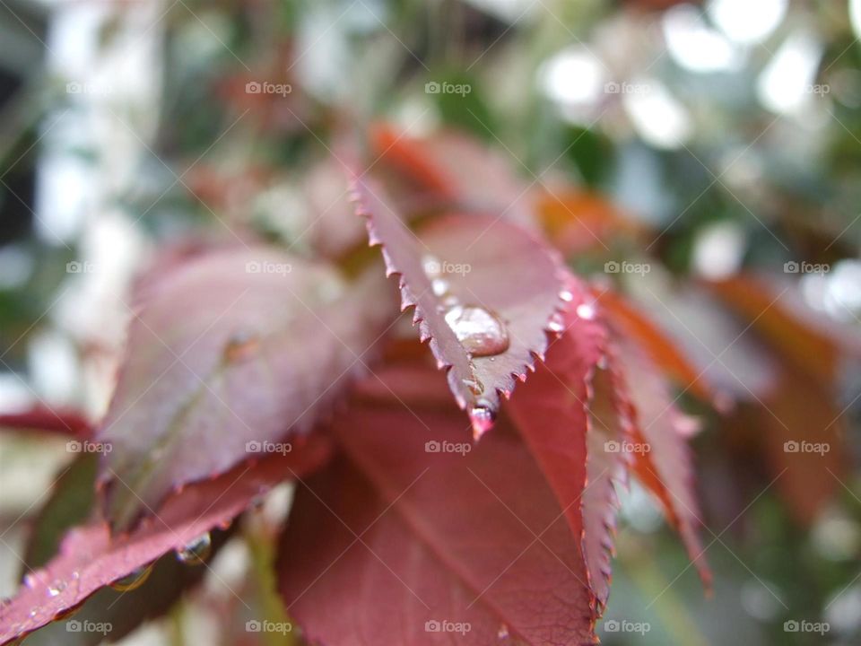 Red leaf with closeup of raindrop