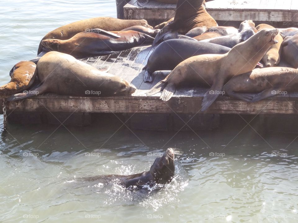 Seals at Pier 39